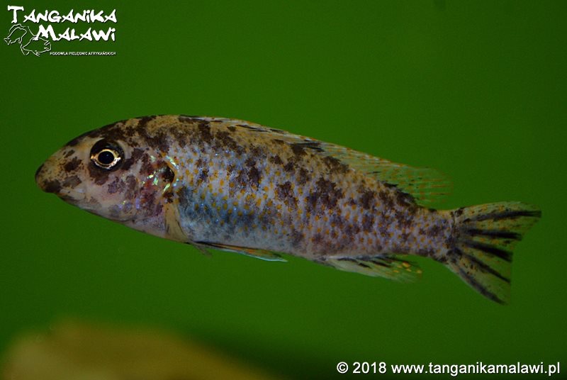 Labeotropheus trewavasae 'Manda'